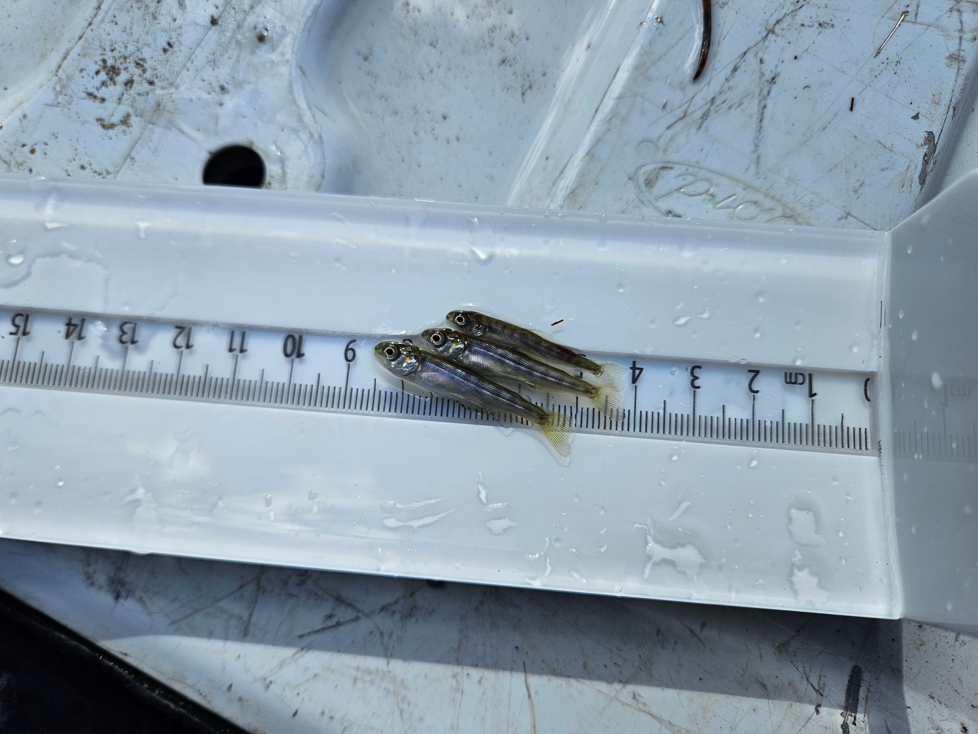 The first juveline Chinooks were captured on February 11th by the Rotary Screw Trap at Rocky Rest Campground. Photo provided by CDFW.