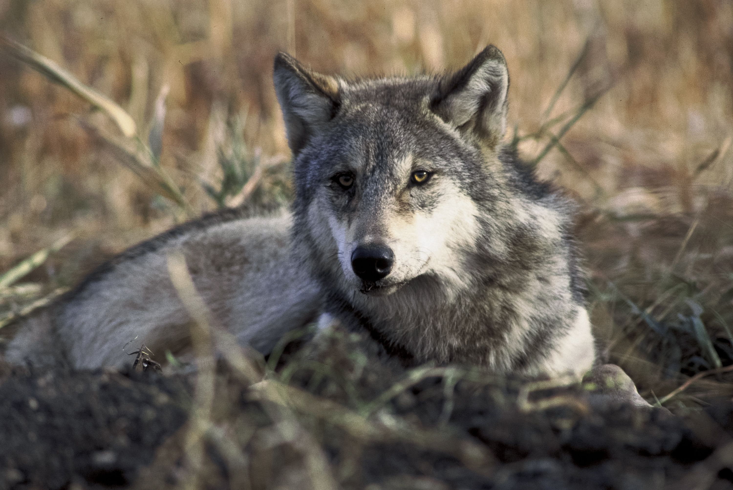 California’s gray wolf population is now considered to be self-sustaining after first re-entering the state in 2011. Image courtesy of the US Fish and Wildlife Service.