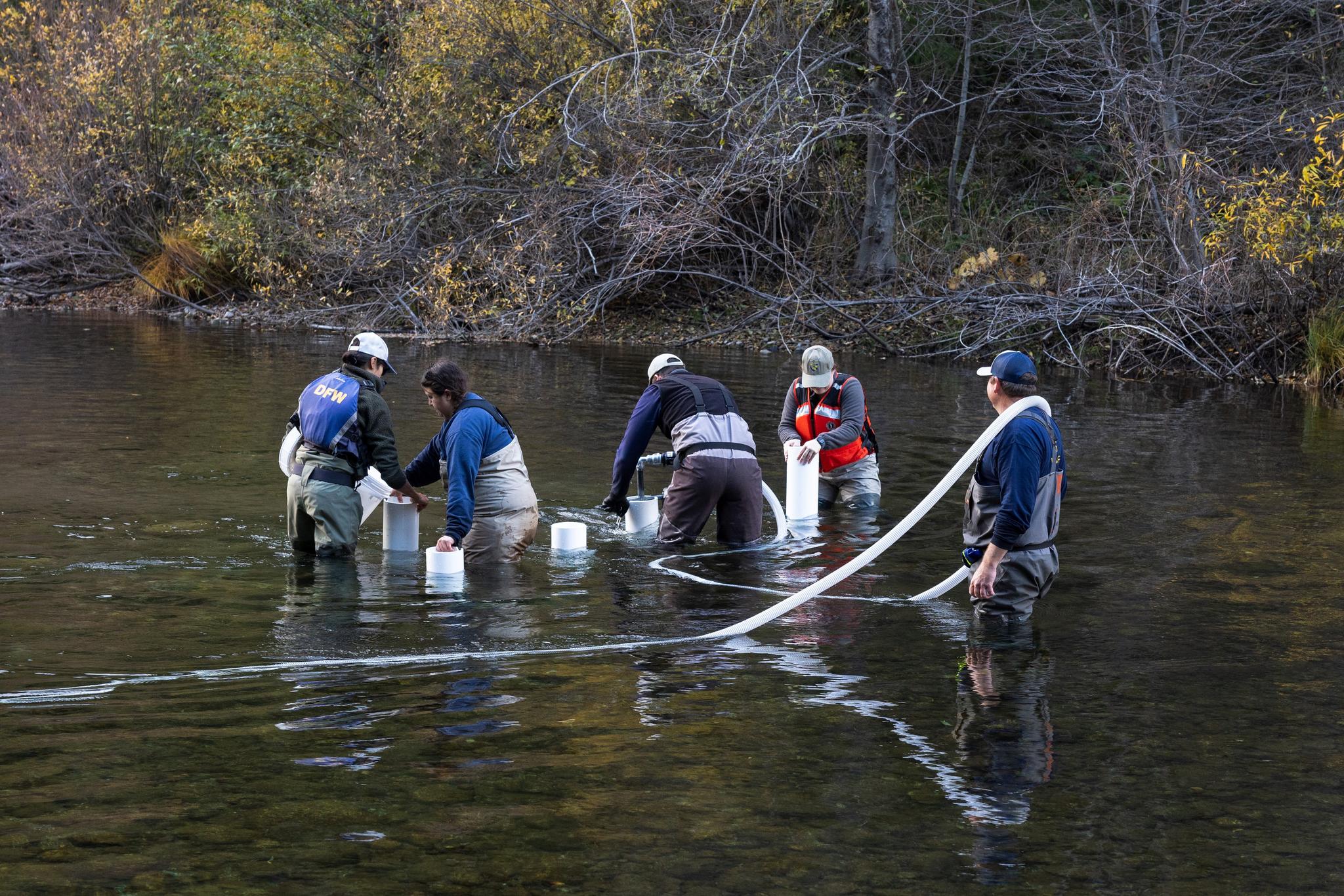 The CDFW team works to clear artificial spawning beds before introducing salmon eggs.