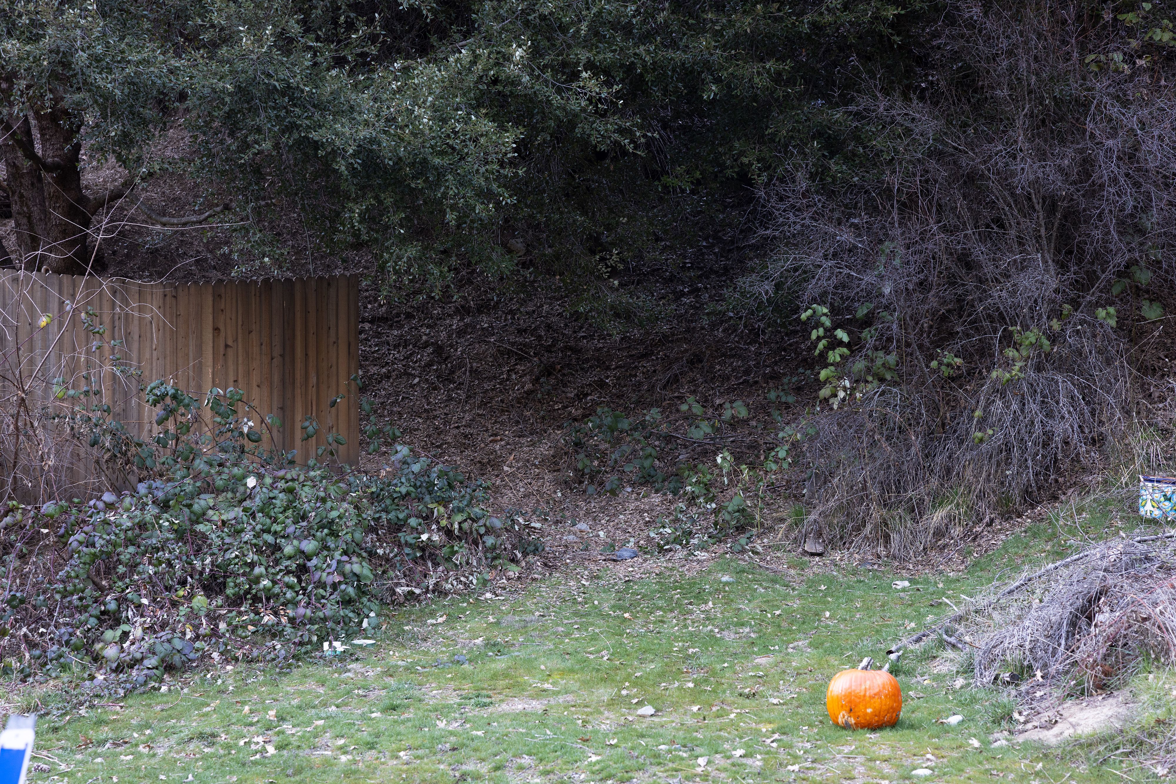 The area of dense brush where the juvenile mountain lion expired