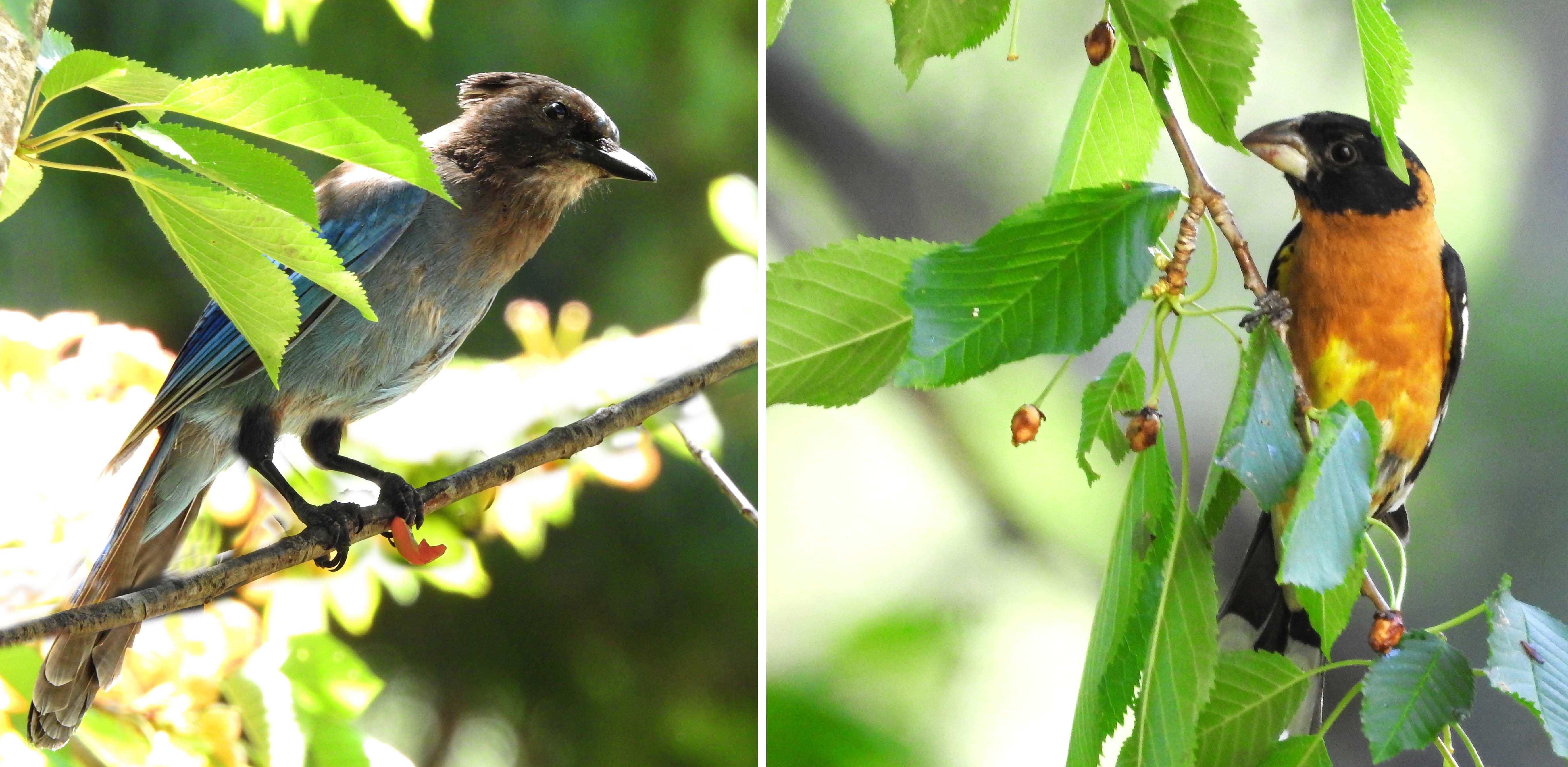 Steller’s Jay (adult) — Black-headed Grosbeak (male)