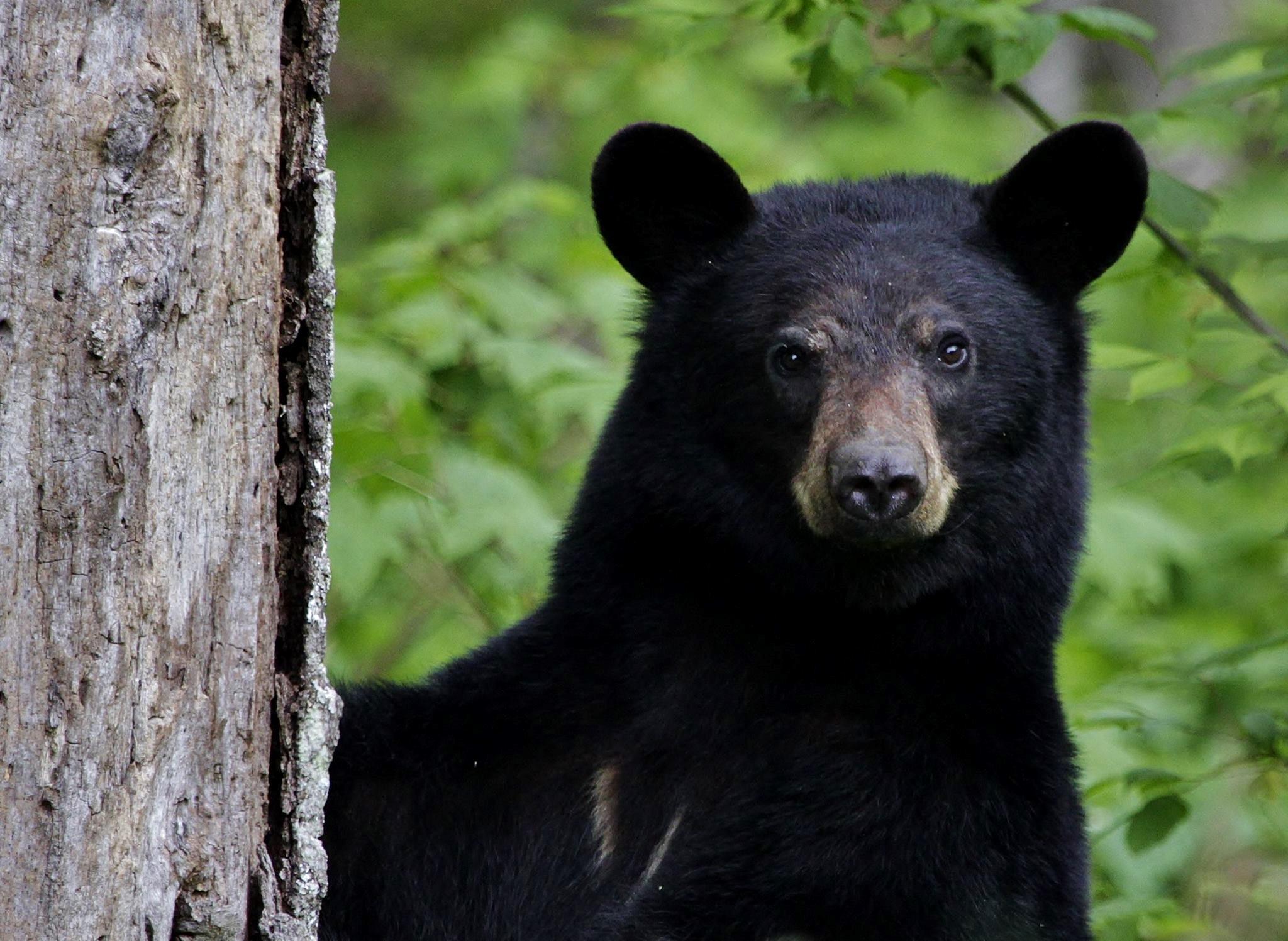 Black bears are one of California’s most common large predators, with a population of around 60,000.