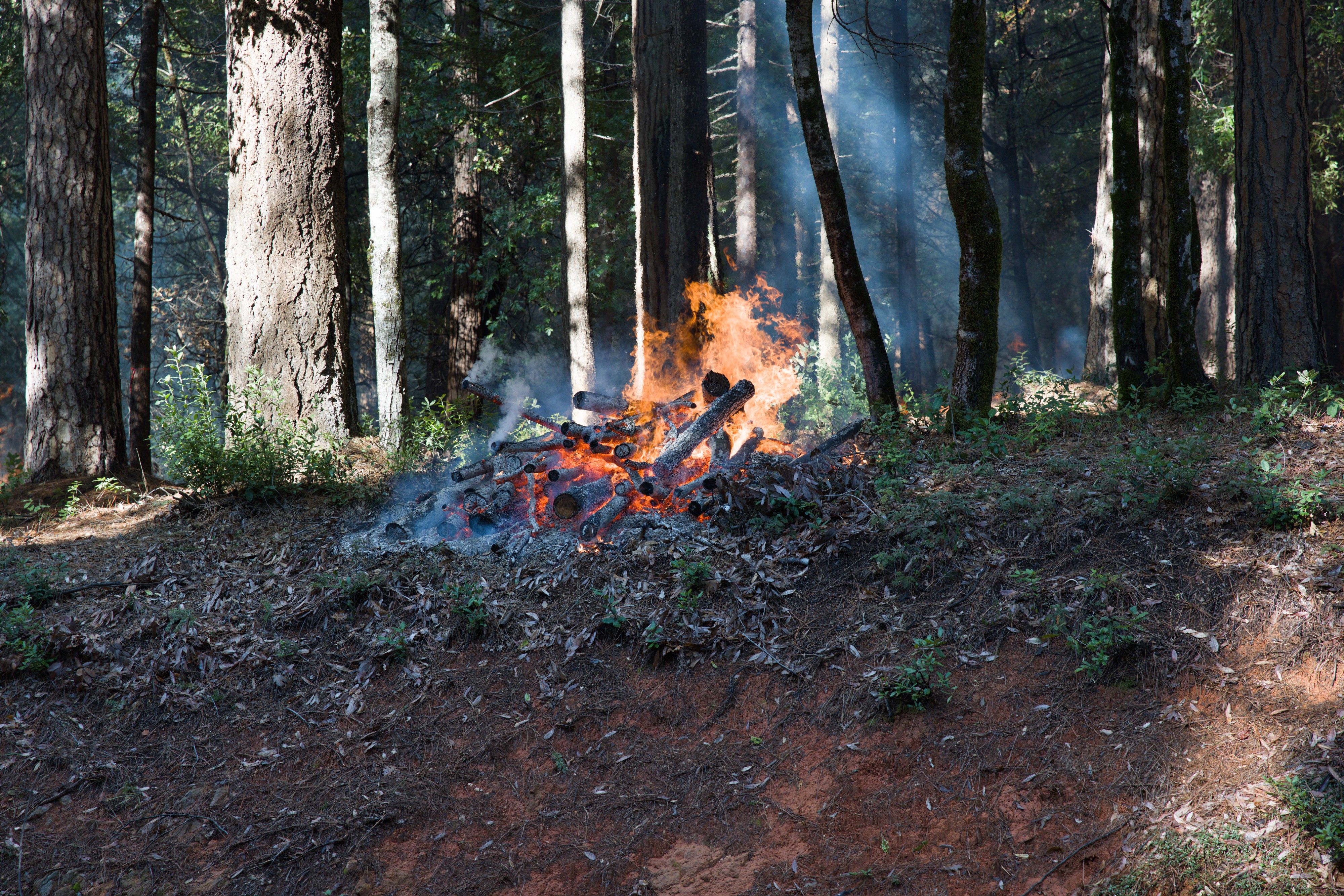 One of the piles within the 38-acre burn area.