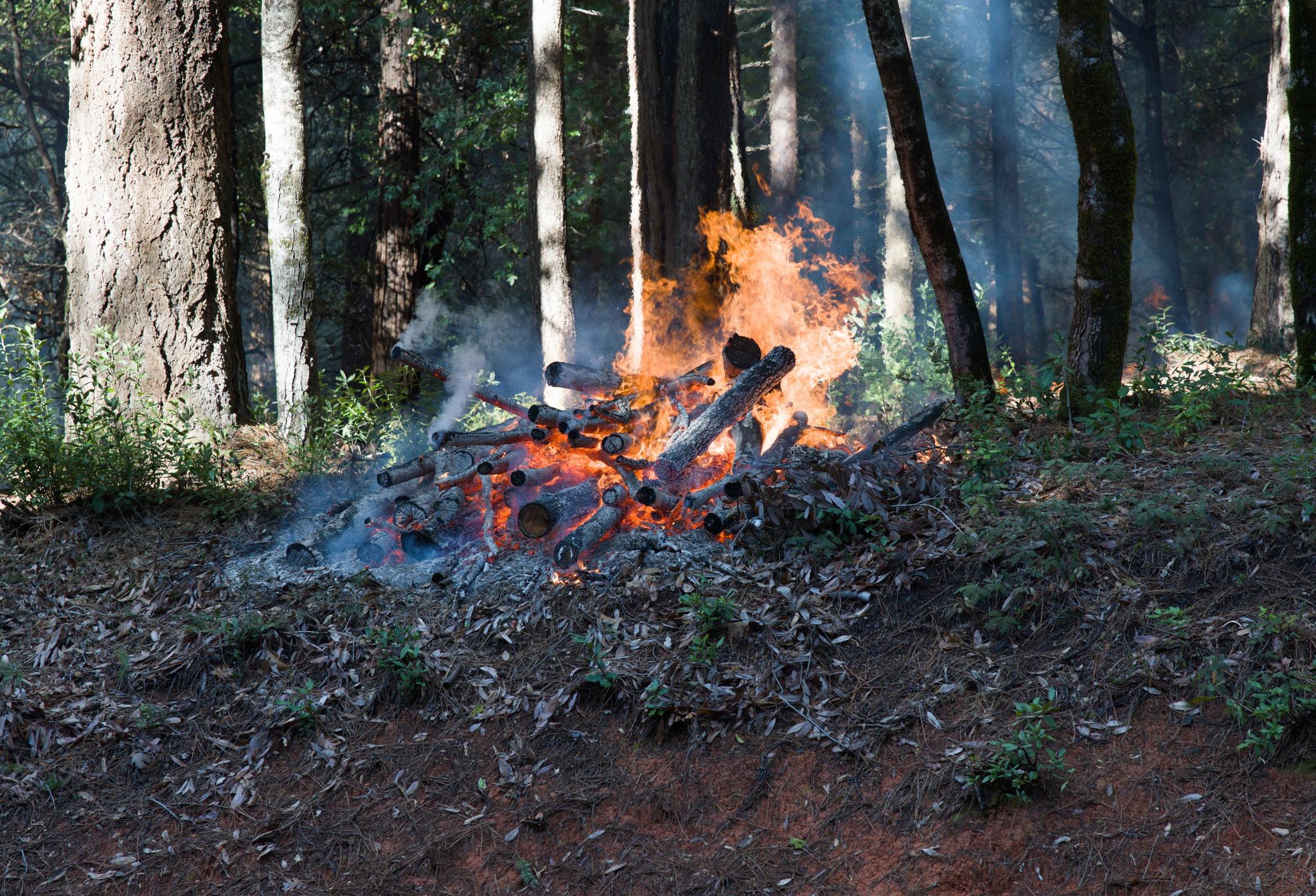 One of the piles within the 38-acre burn area.
