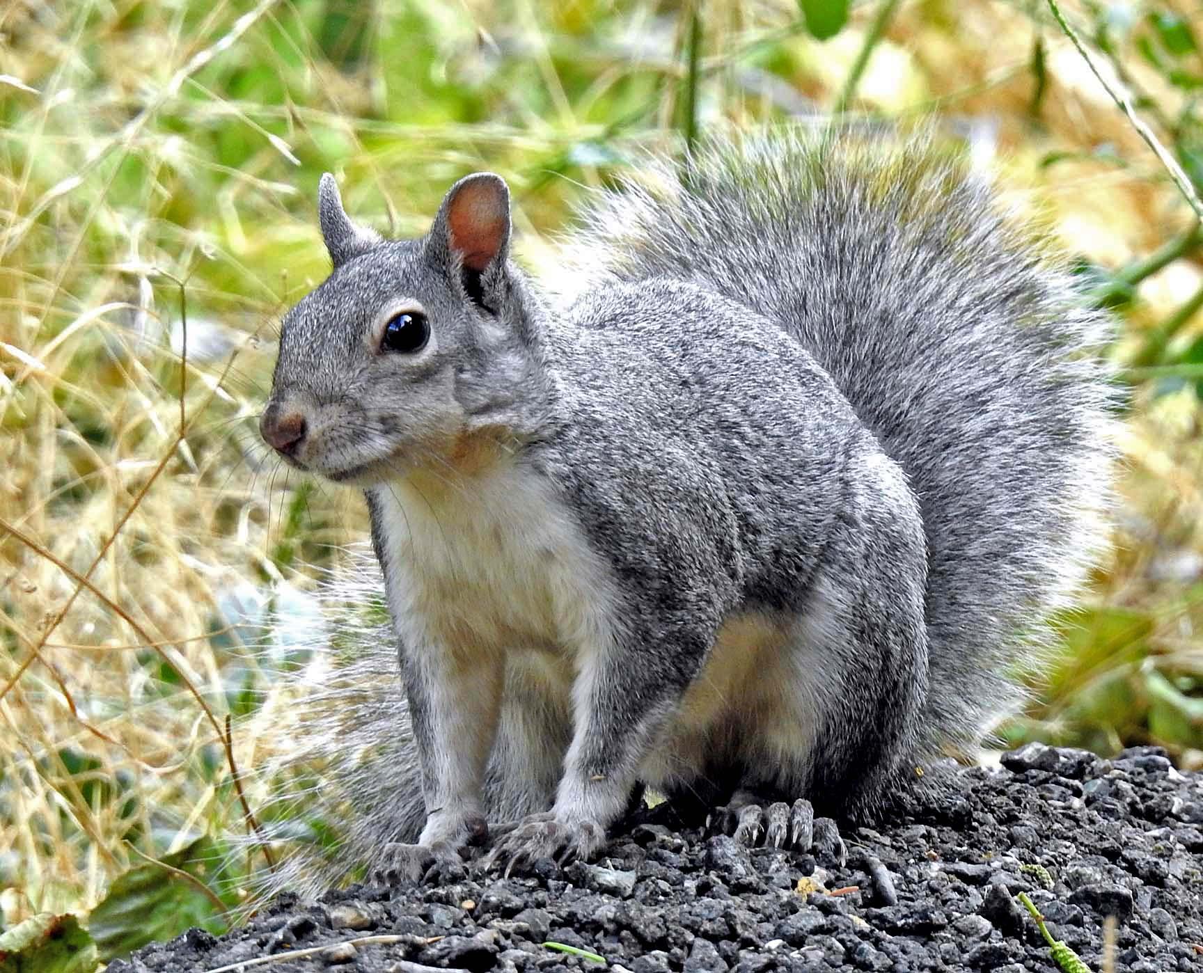 Western Gray Squirrel — Sciurus griseus