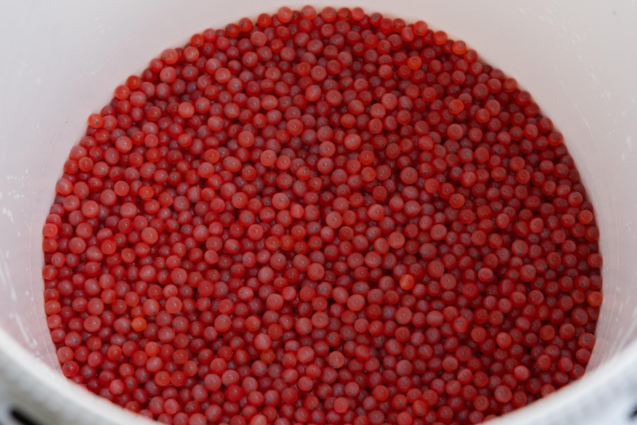 Salmon roe planted near Goodyears Bar.