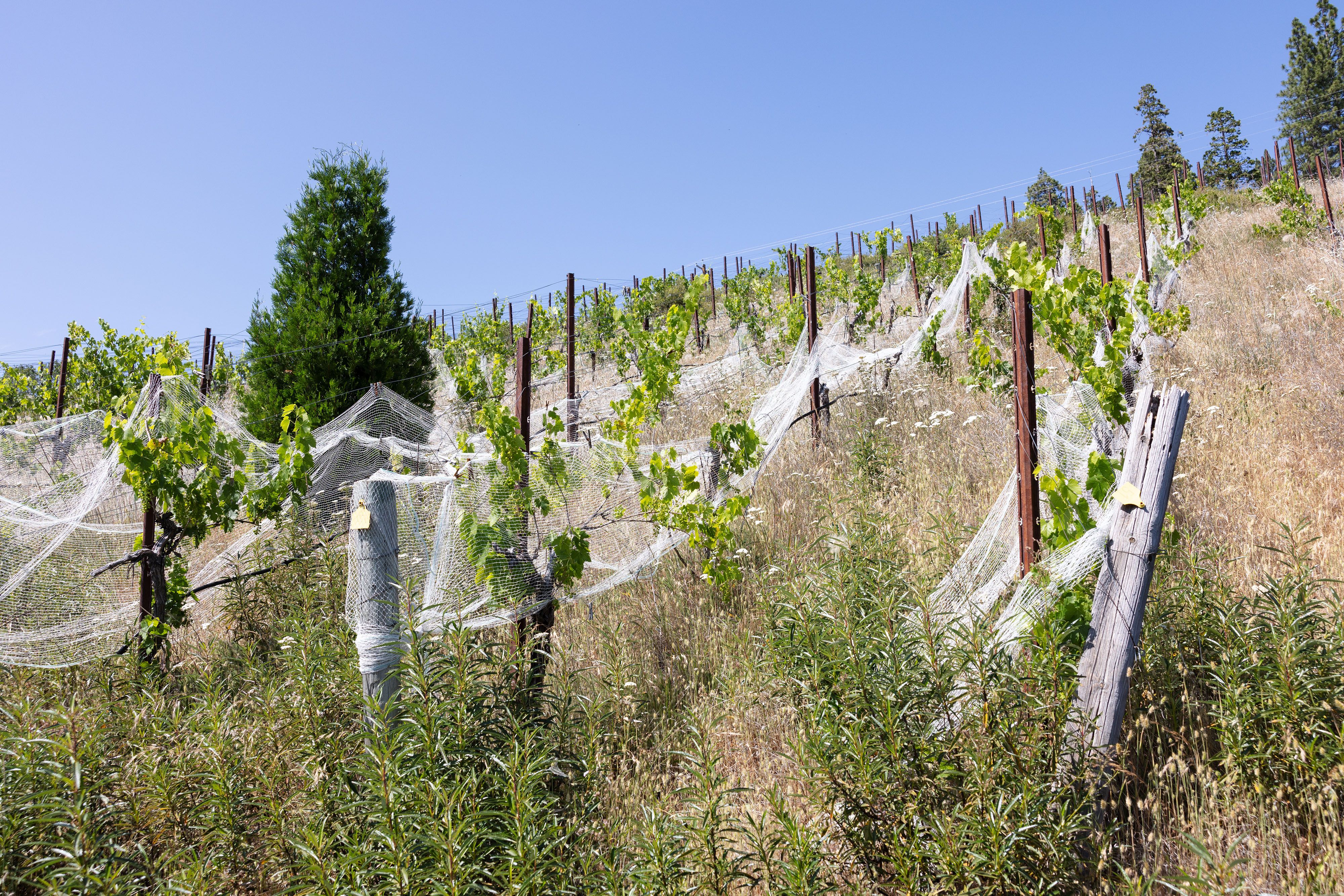 Bird netting was installed to protect vines in Camptonville.