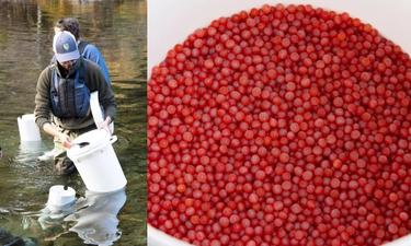 CDFW Injects Chinook Salmon Eggs Into North Yuba