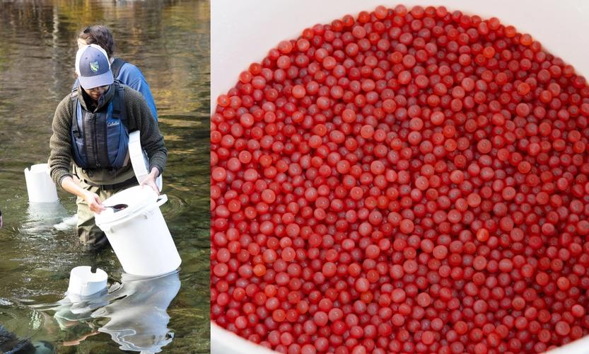 CDFW Injects Chinook Salmon Eggs Into North Yuba