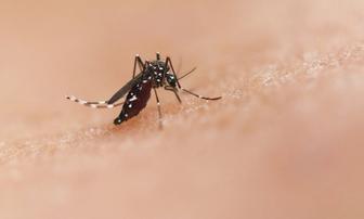 Nevada County Announces 2026 Mosquito Fish Giveaways