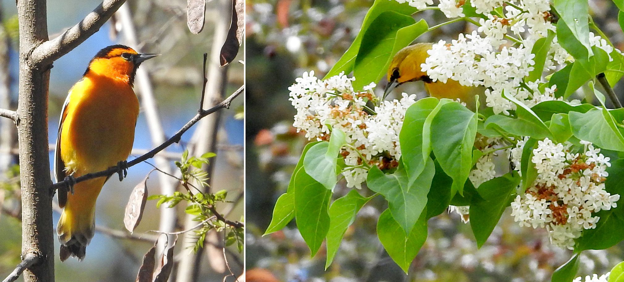 Bullock’s Oriole (adult male - 1st year male) — Icterus bullockii