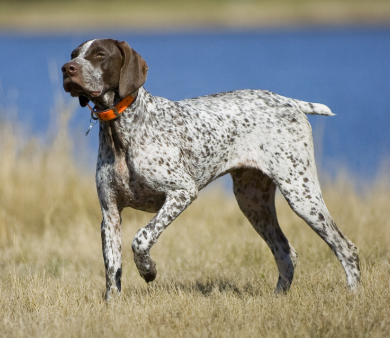 Iggy the bird dog.