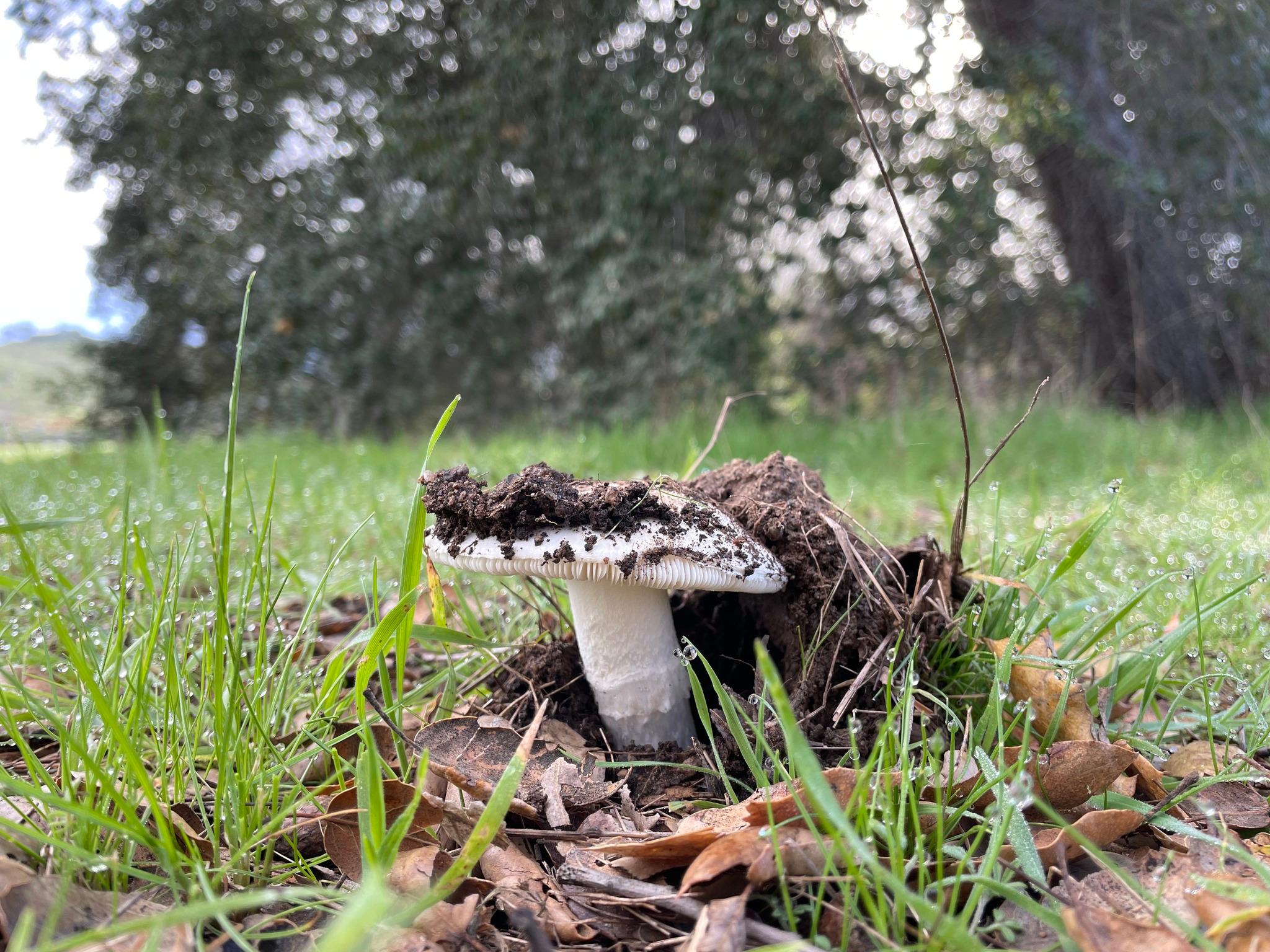 Amanita ocreata, known as the western North American destroying angel.