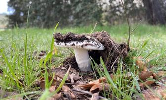California Health Officials Warn Against Wild Mushroom Foraging