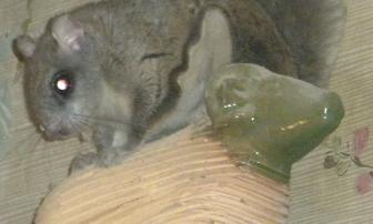 Southwest Sierra — #35