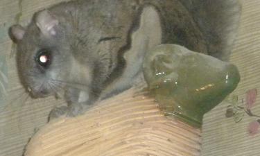 Southwest Sierra — #35