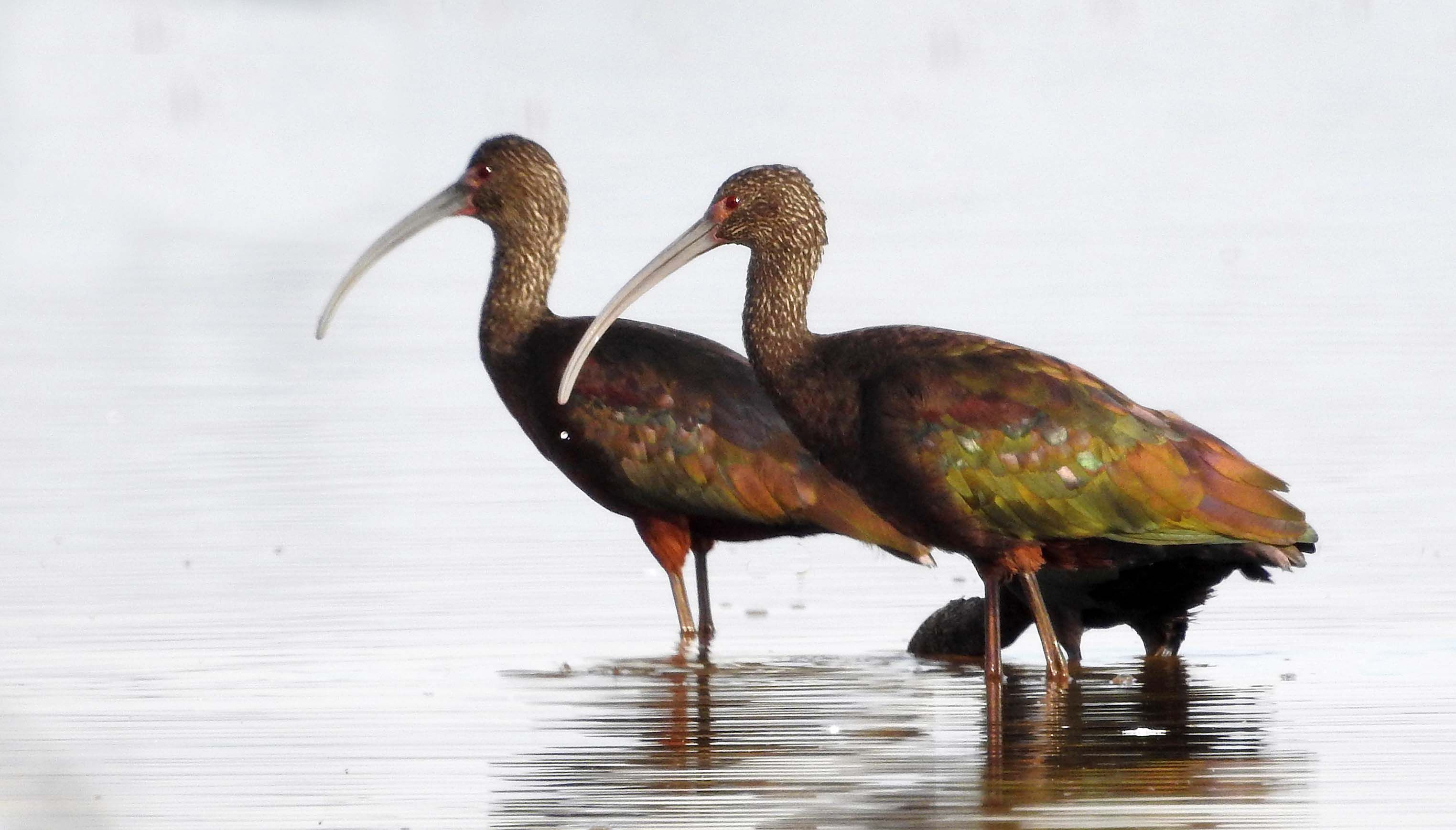 Three White-faced Ibis — Plegadis chihi