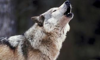 CDFW Publishes Latest Gray Wolf Monitoring Updates for 2026