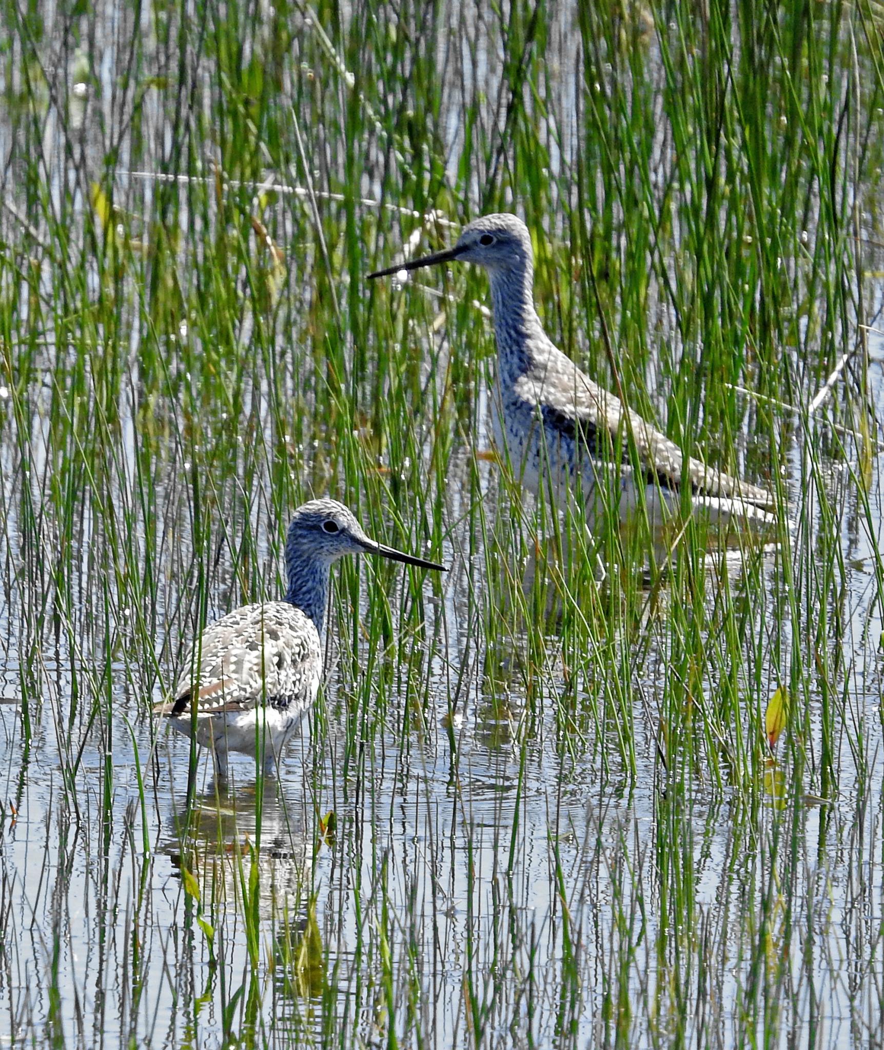 Willets (young (?) & adult) — Tringa semipalpatus