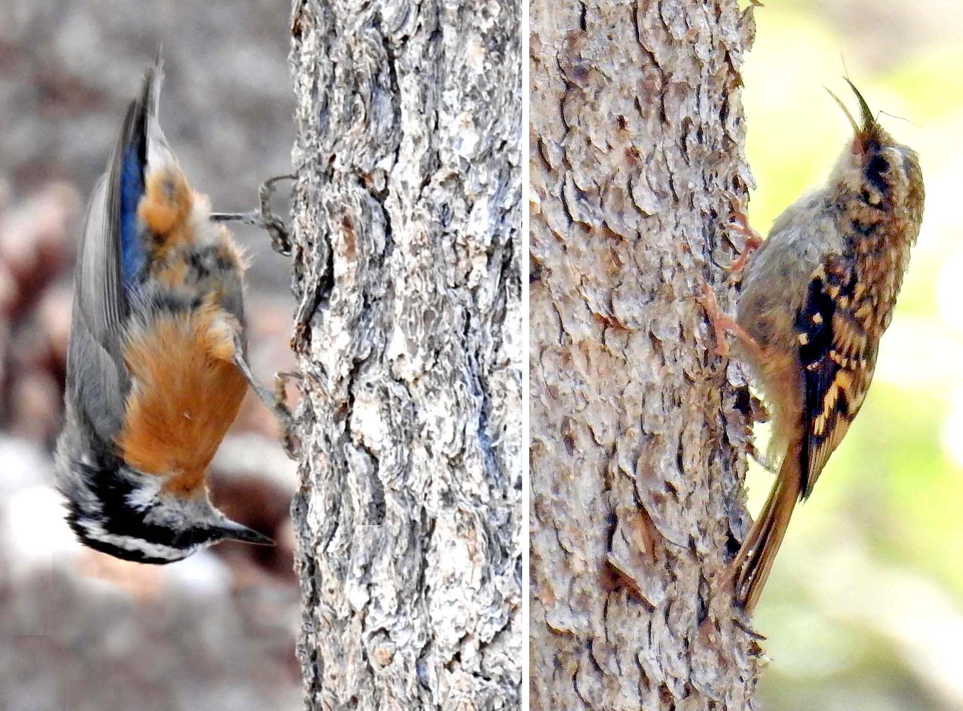 Red-breasted Nuthatch — Brown Creeper,
Sitta canadensis — Certhia americana