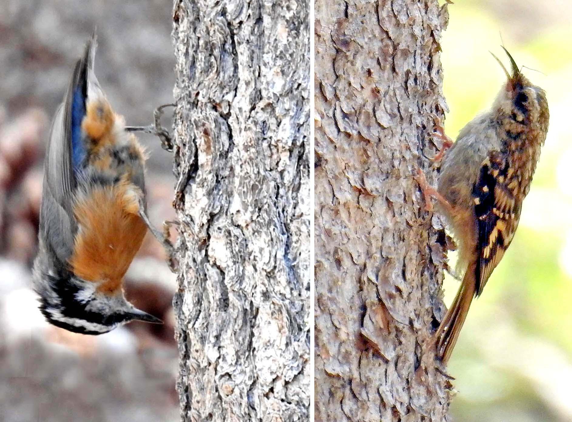 Red-breasted Nuthatch — Brown Creeper,
Sitta canadensis — Certhia americana