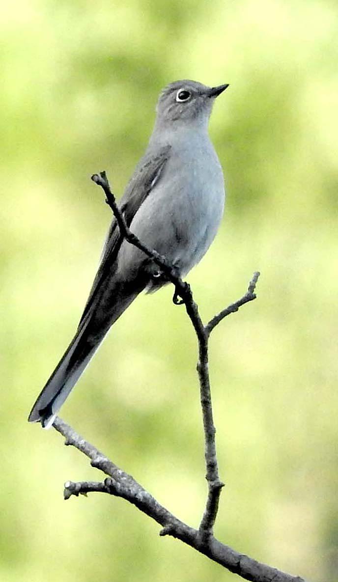 Townsend’s Solitaire (adult) — Myadestes townsendi