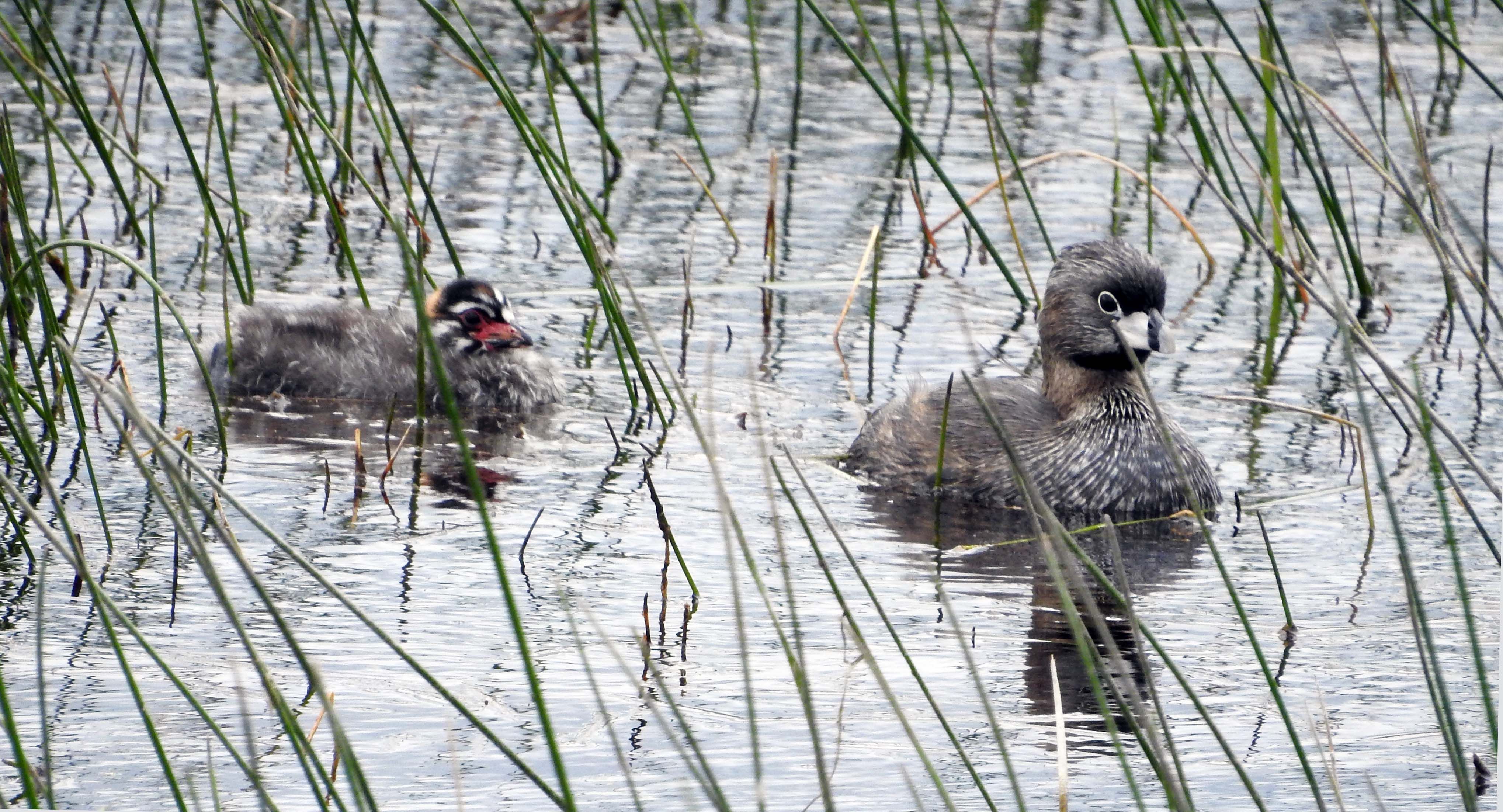 Pied-billed Grebe and a young fuzzy grebette! — Podilymbus podiceps