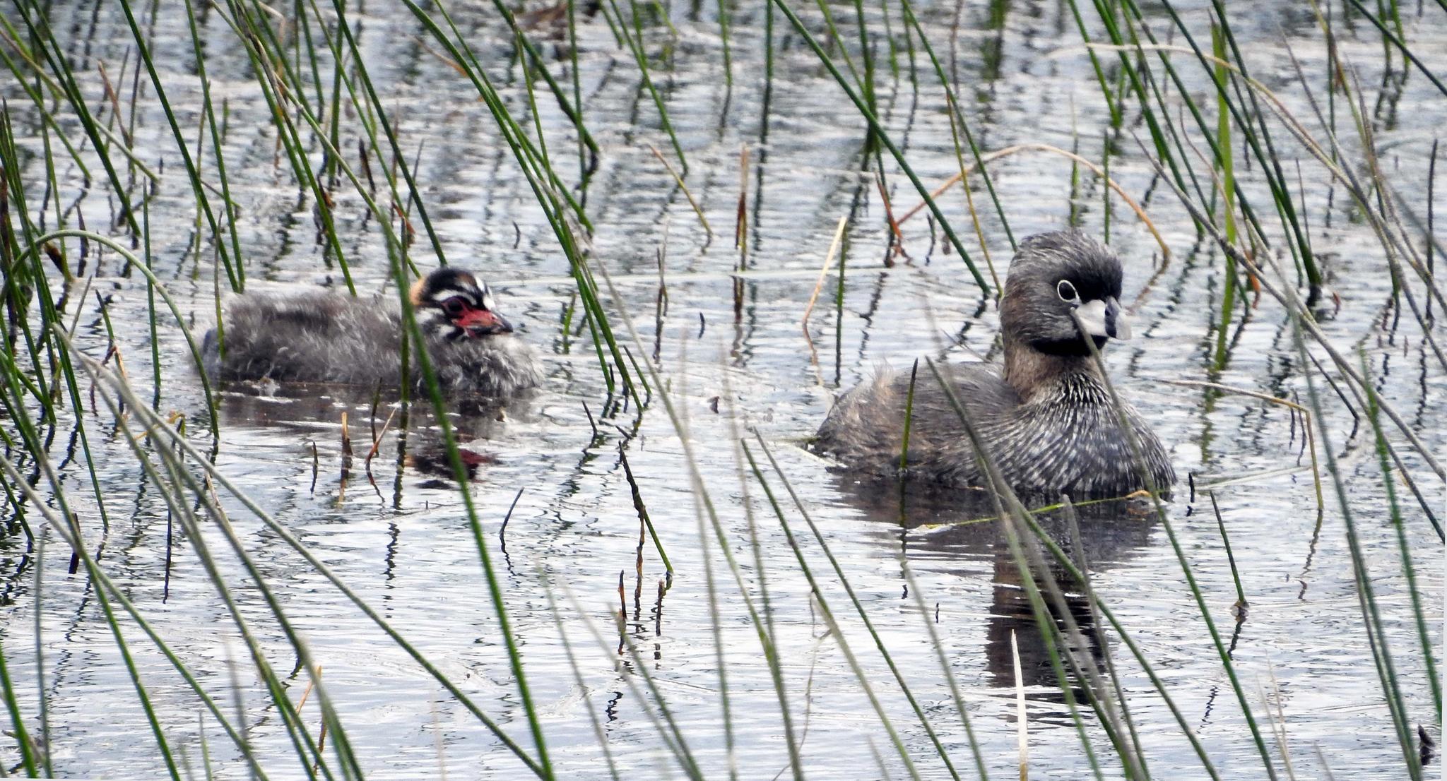 Pied-billed Grebe and a young fuzzy grebette! — Podilymbus podiceps