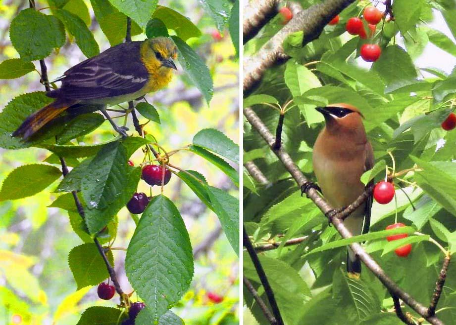 Bullock’s Oriole (female) — Cedar Waxwing (adult)