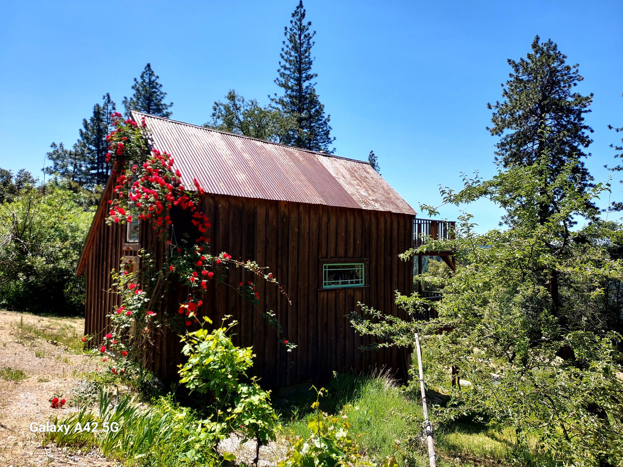 Paul Scarlet Rose June 2, 2024. View online to see the color.