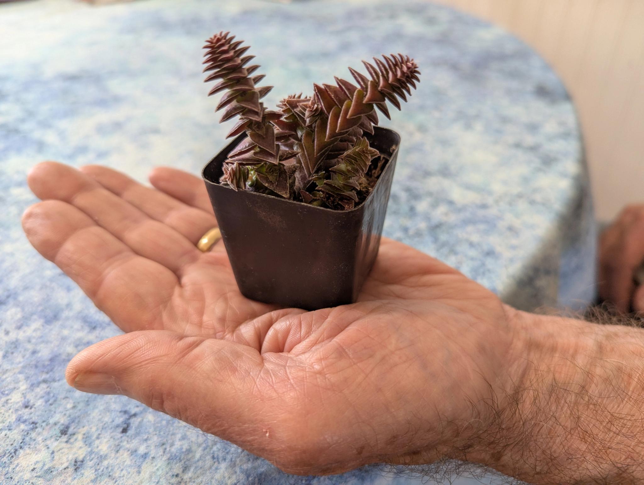 A delighted Nursery Crawl participant claimed a free “Red Pagoda” succulent, won on the Wheel o’ Fortune at New Life Nursery in Penn Valley.