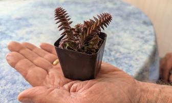 Nursery Crawl: A Fun New Way to Support Local Plant-Growers