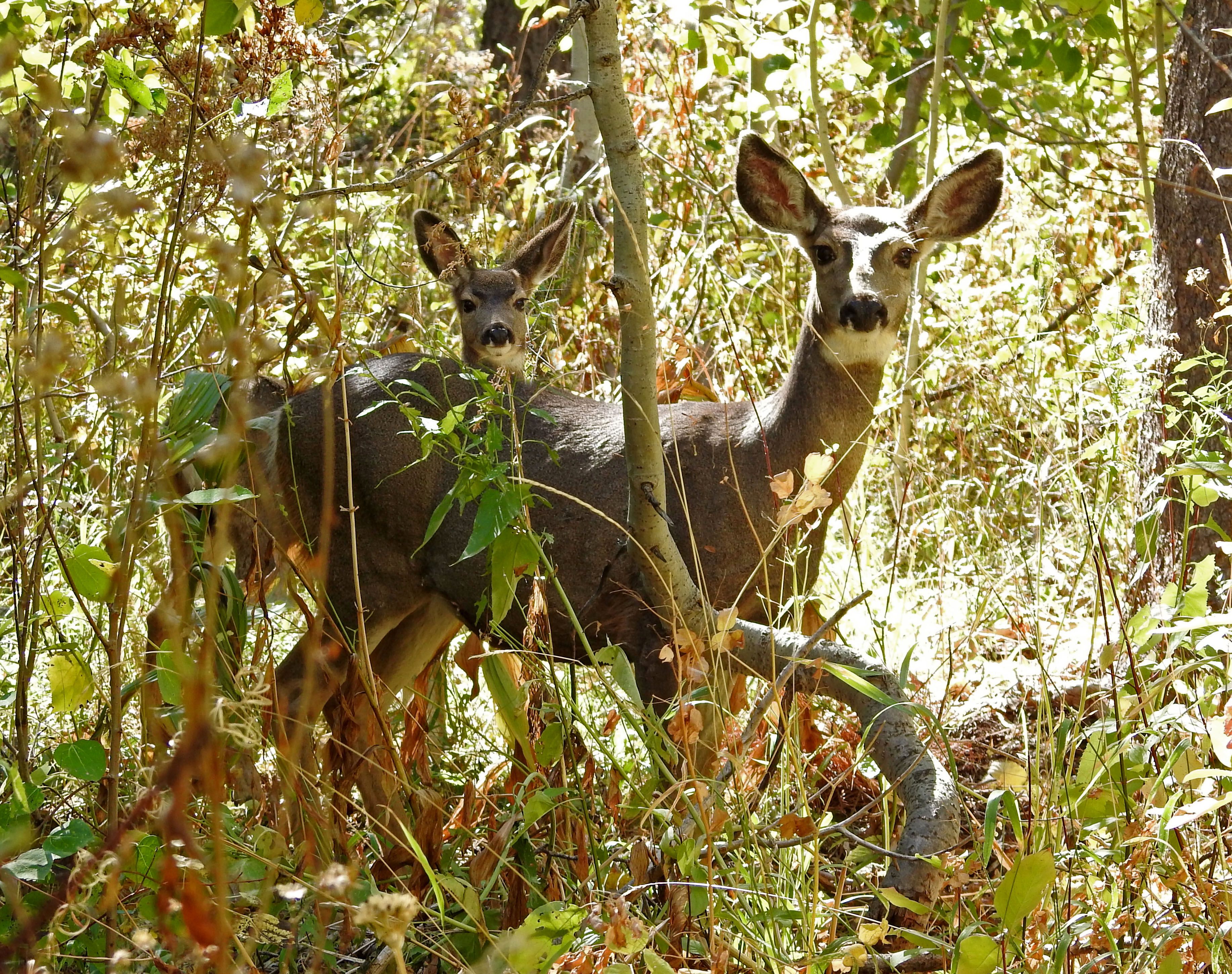 Columbian Black-tailed Deer (doe & fawn) — Odocoileus hemionus columbianus