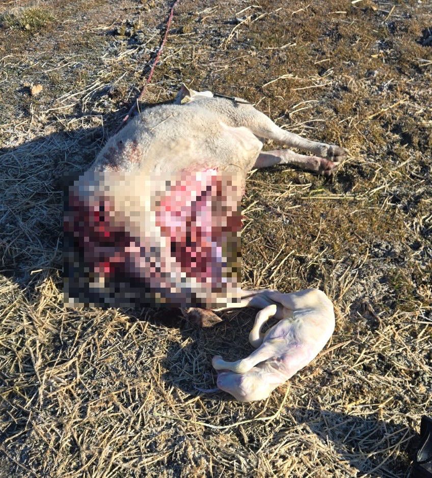 Wolf Depredation of Pregnant Ewe Renews Concerns in Sierra Valley