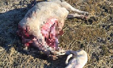 Wolf Depredation of Pregnant Ewe Renews Concerns in Sierra Valley