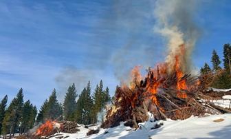 Ladybug Project Near Truckee Completes Major Forest Thinning