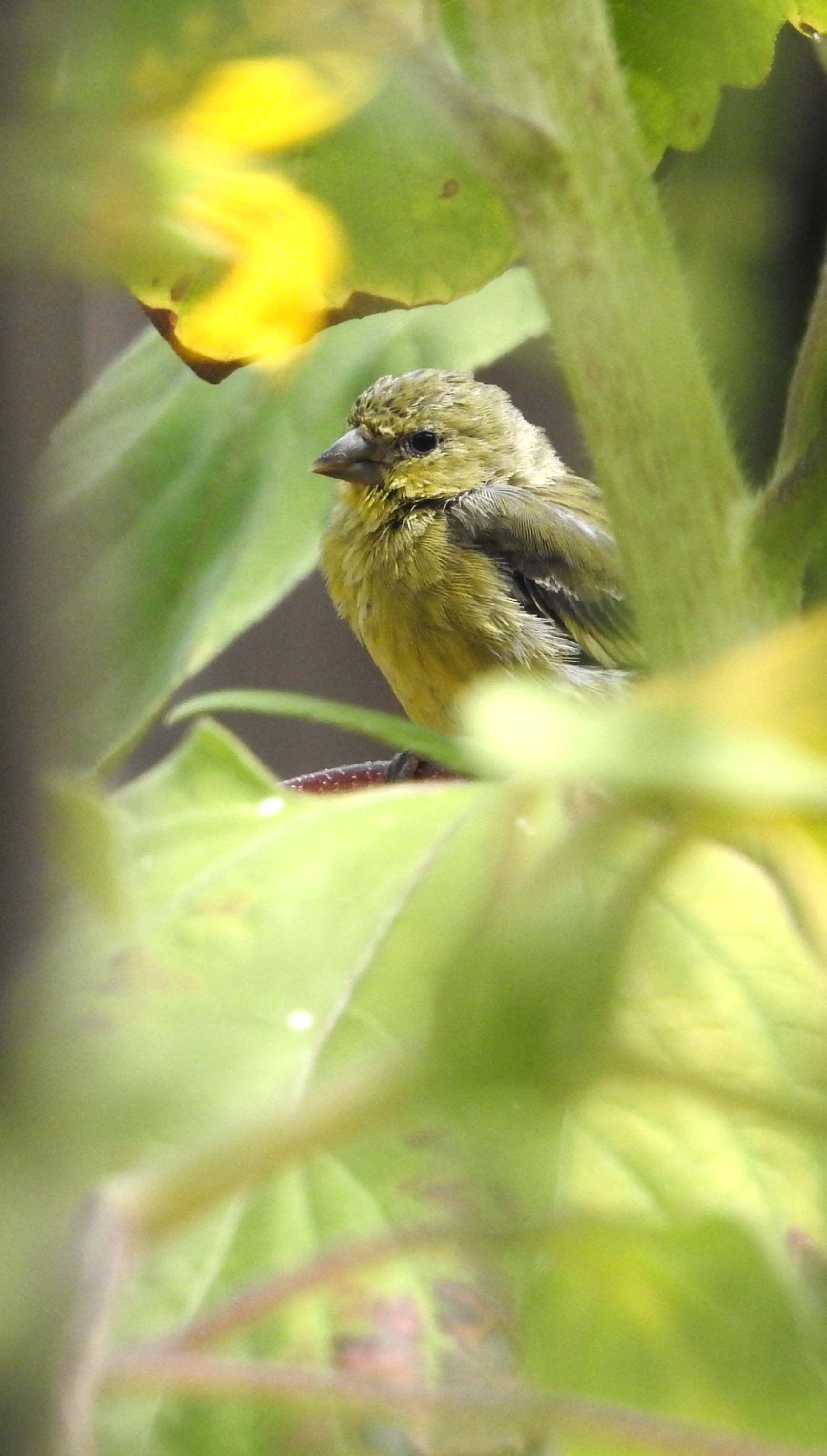Lesser Goldfinch (juvenile) — Carduelis psaltria