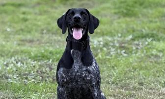 K-9 Alert Leads to Four-Pound Methamphetamine Seizure