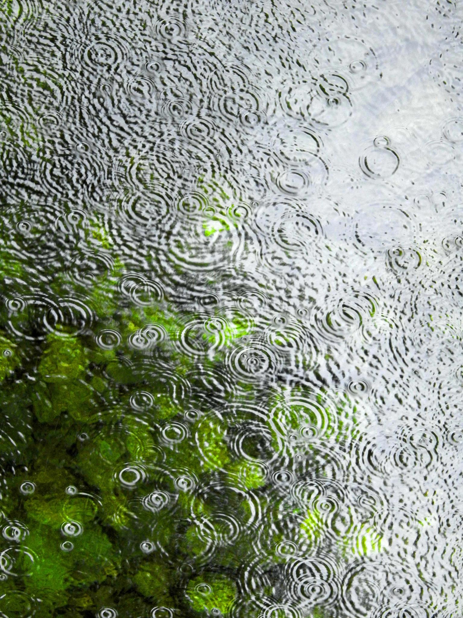 North Yuba River in the rain!