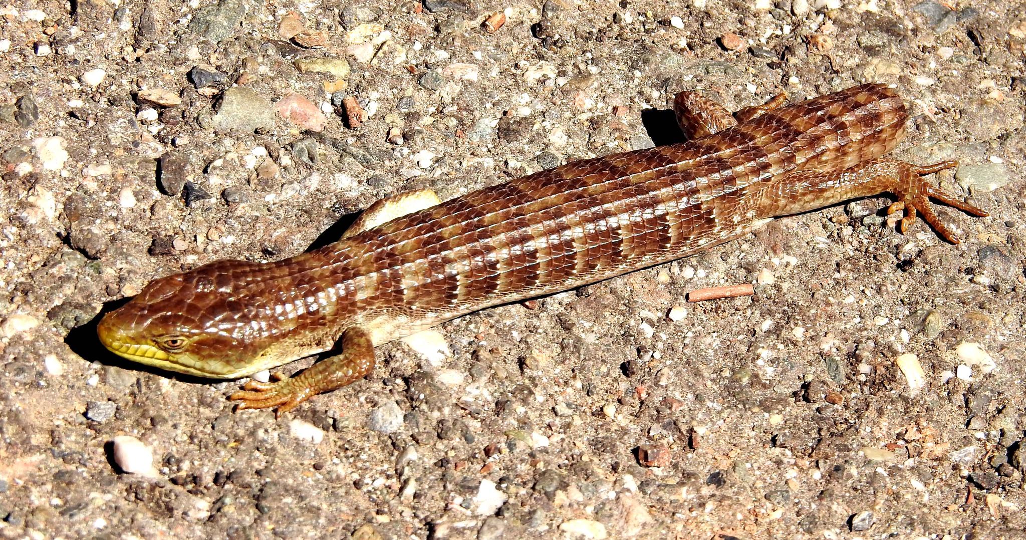 Sierra Alligator Lizard — Elgaria coerulea palmeri