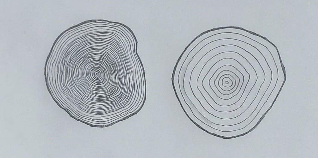 Two trees, about the same size but different ages as illustrated by their growth rings. A similar display in Idaho City labeled the tree on the left “Unmanaged Forests” and the tree on the right “Managed Forests.”