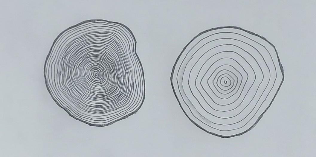 Two trees, about the same size but different ages as illustrated by their growth rings. A similar display in Idaho City labeled the tree on the left “Unmanaged Forests” and the tree on the right “Managed Forests.”