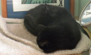 Southwest Sierra #119 – Cats