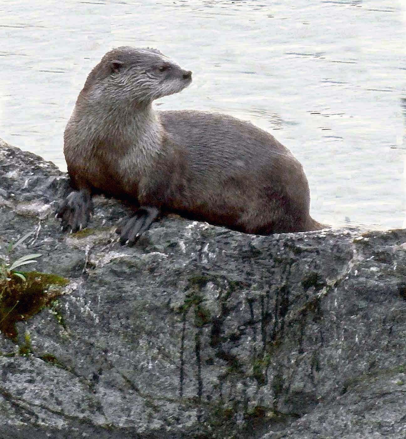 River Otter — Lontra canadensis