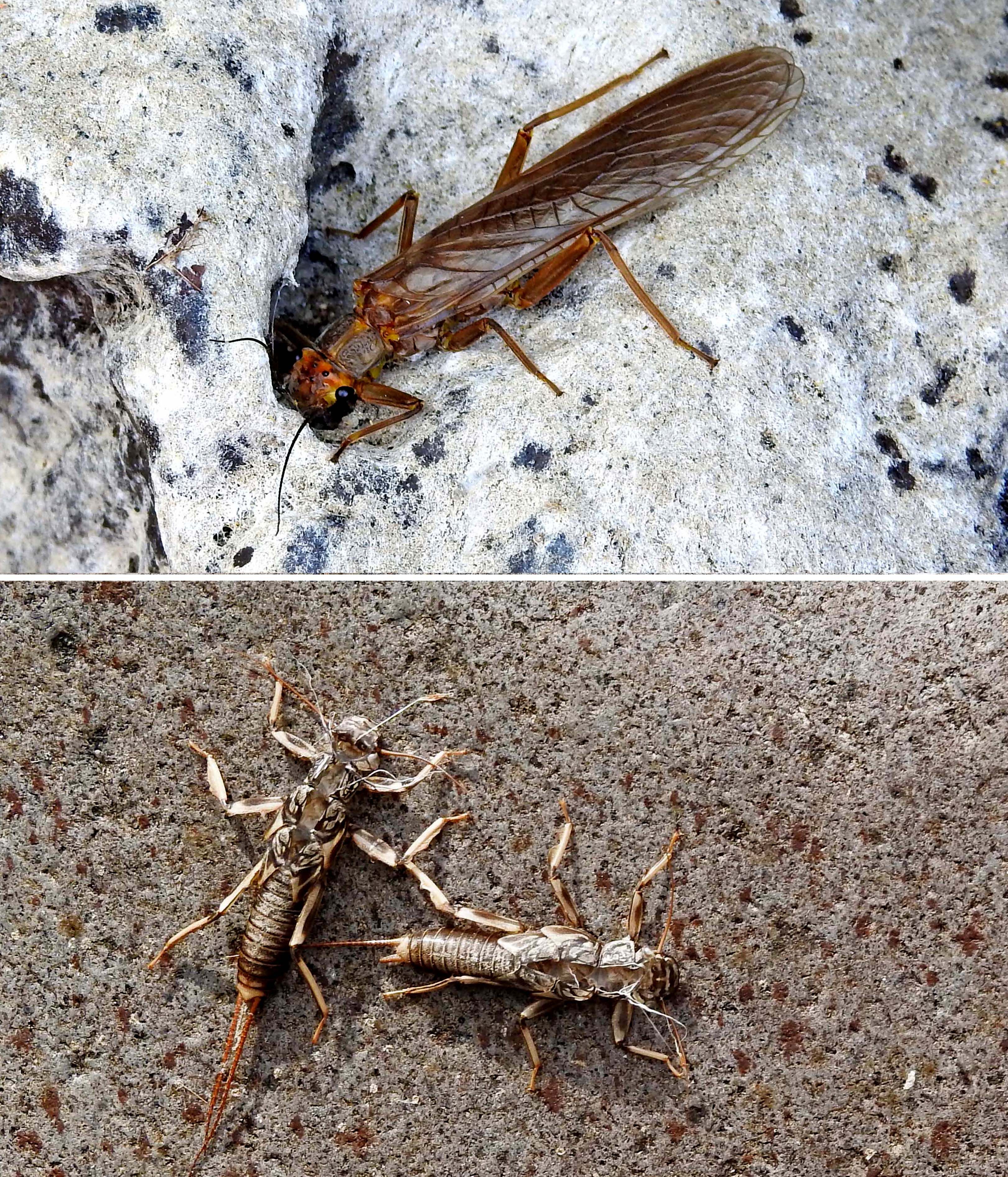 Stonefly Adult and nymphs — Plecoptera sp.