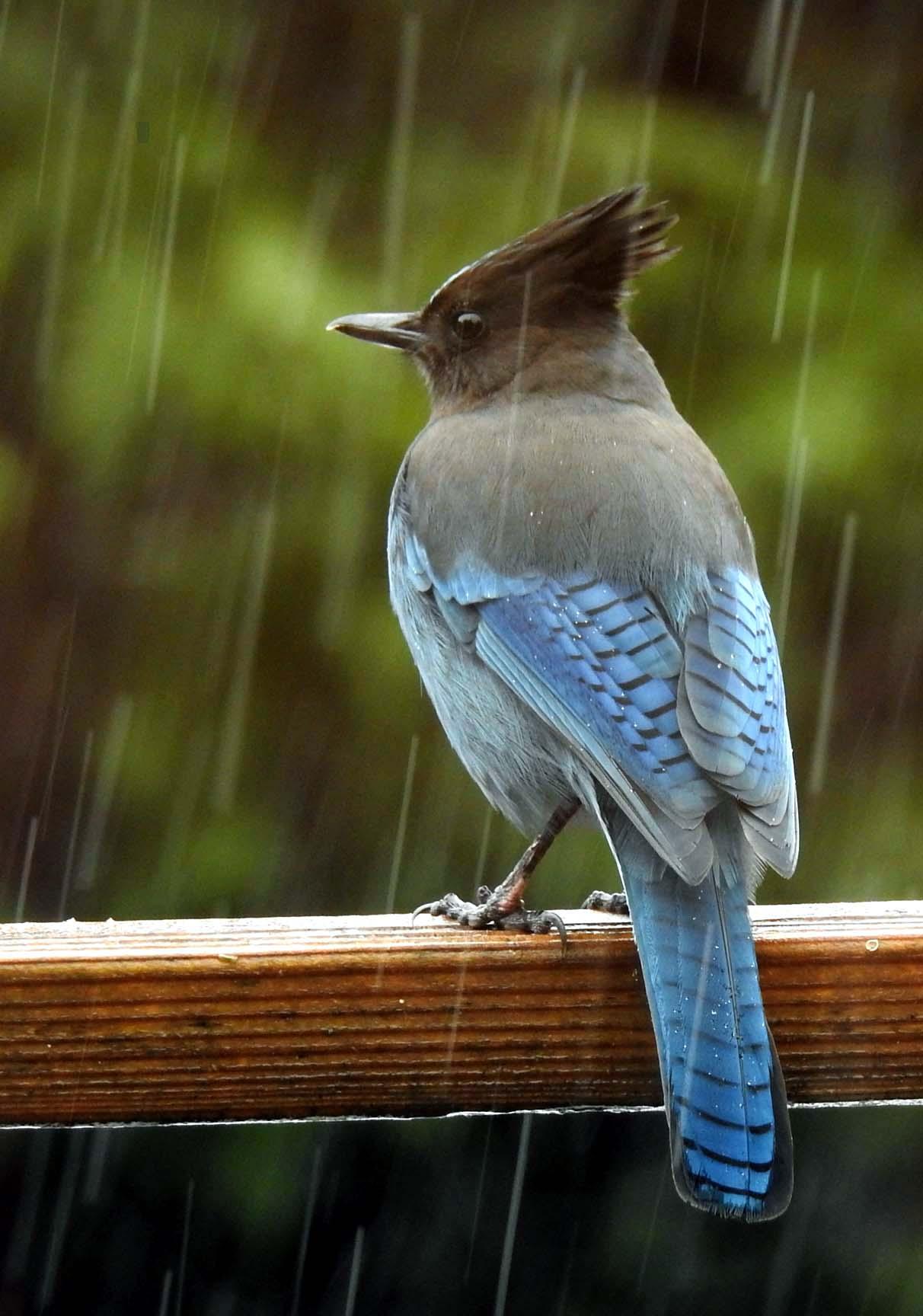 Steller’s Jay in the Rain — Cyanocitta stelleri