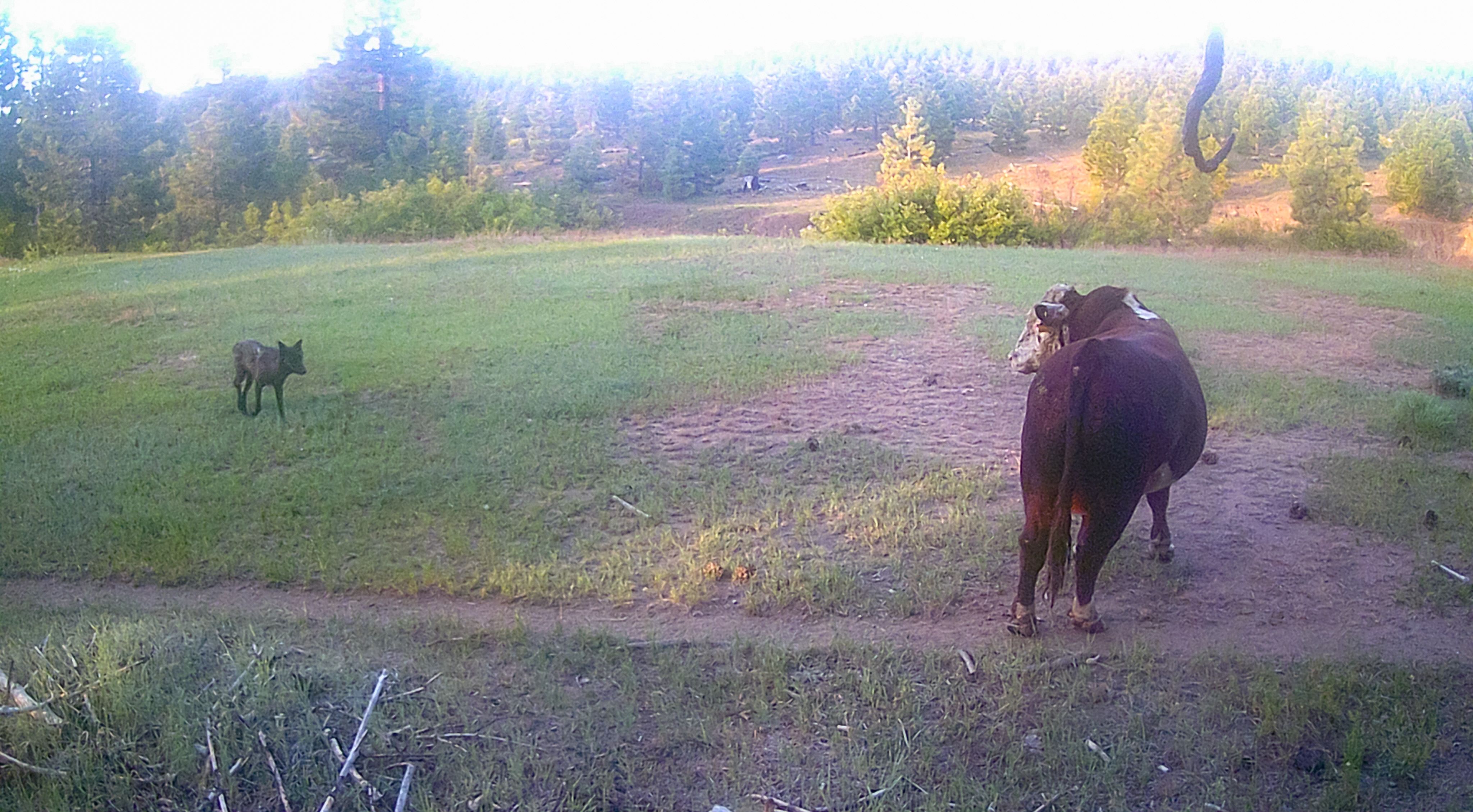 A wolf approaches a bull in June of 2023. Photo courtesy of UC Davis.