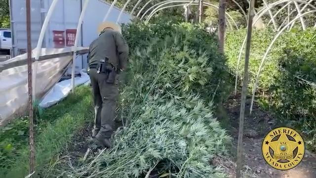 Still image taken from a video shared by the Nevada County Sheriff’s Office showing the destruction of cannabis plants.