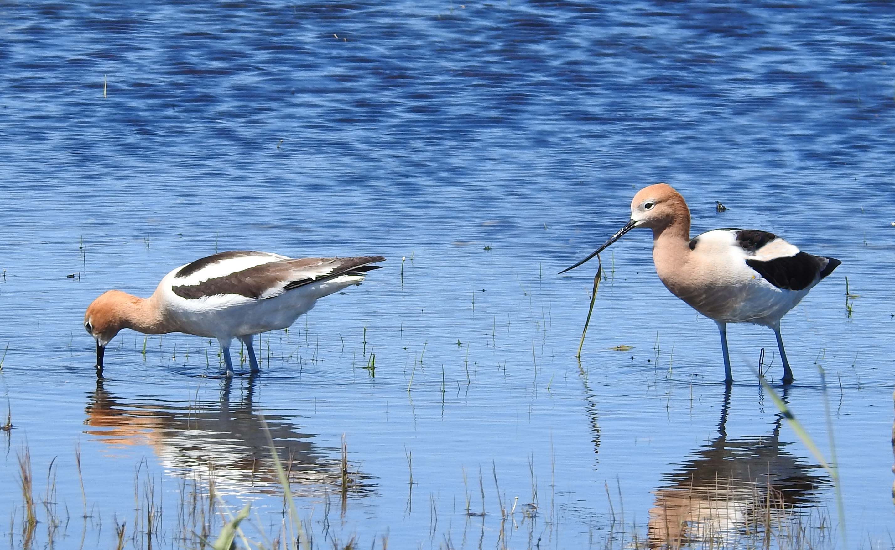 American Avocet (adults) — Recurvirostra americana