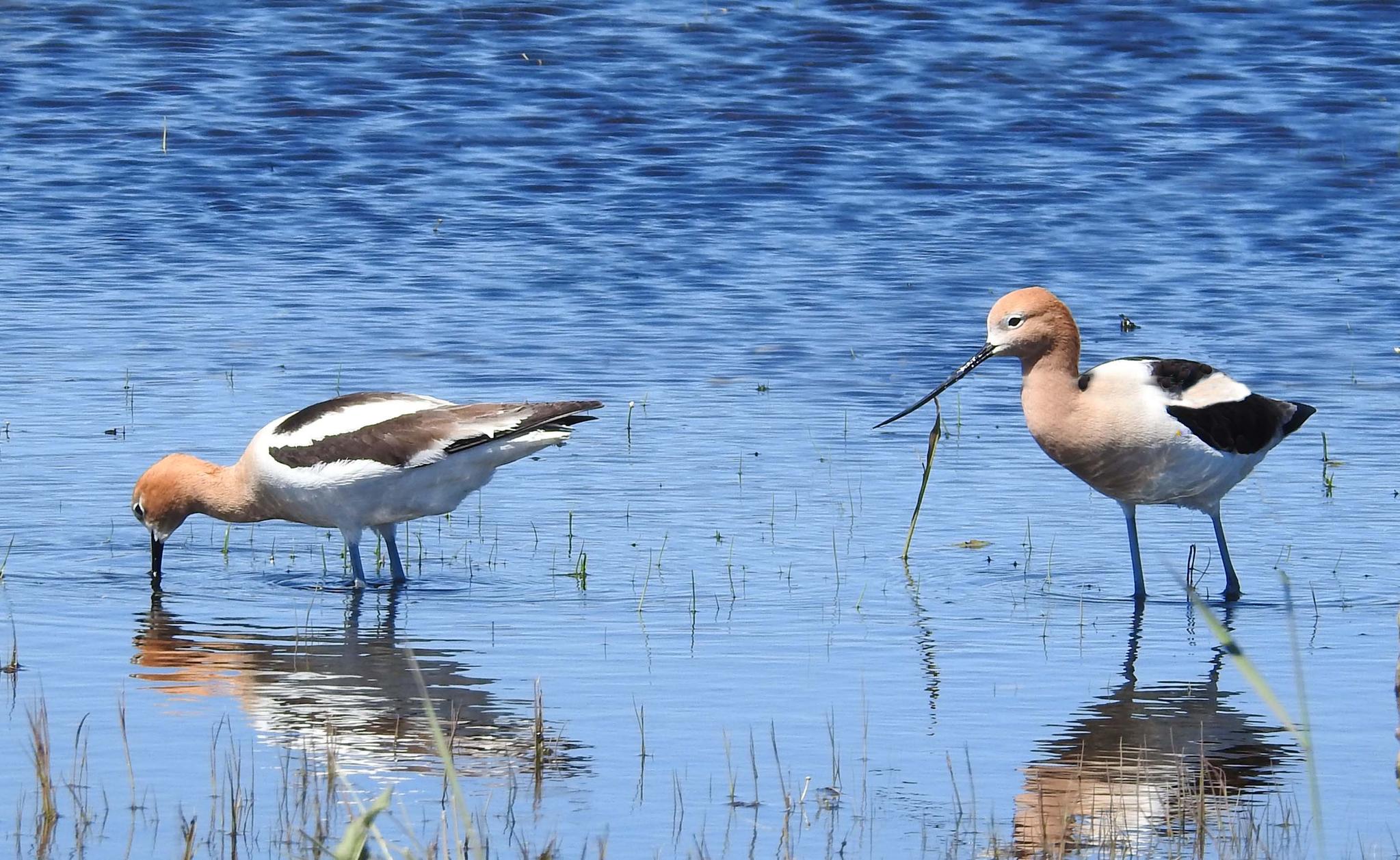 American Avocet (adults) — Recurvirostra americana